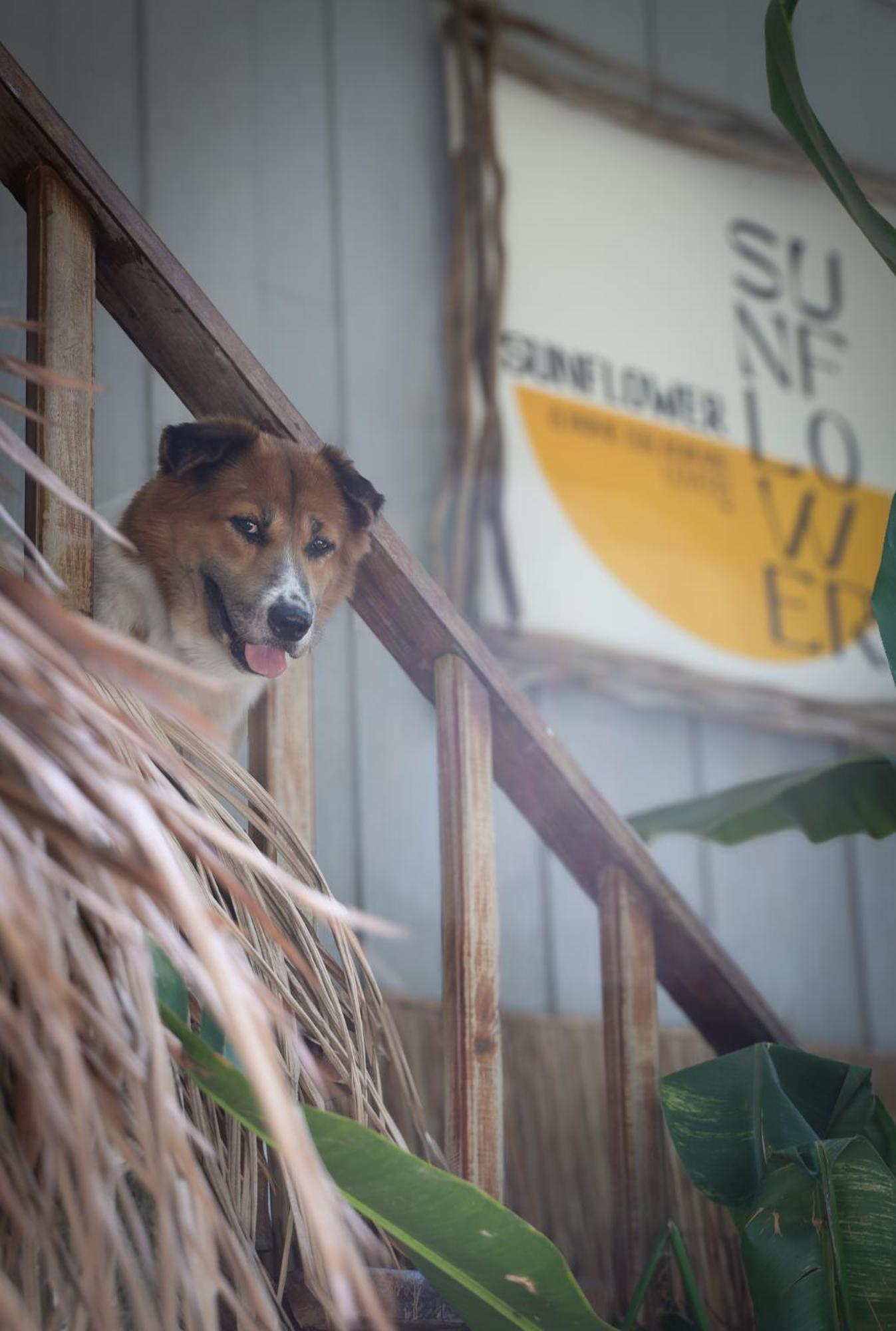 Sunflower Guesthouse And Animal Rescue - Koh Lipe Exteriér fotografie