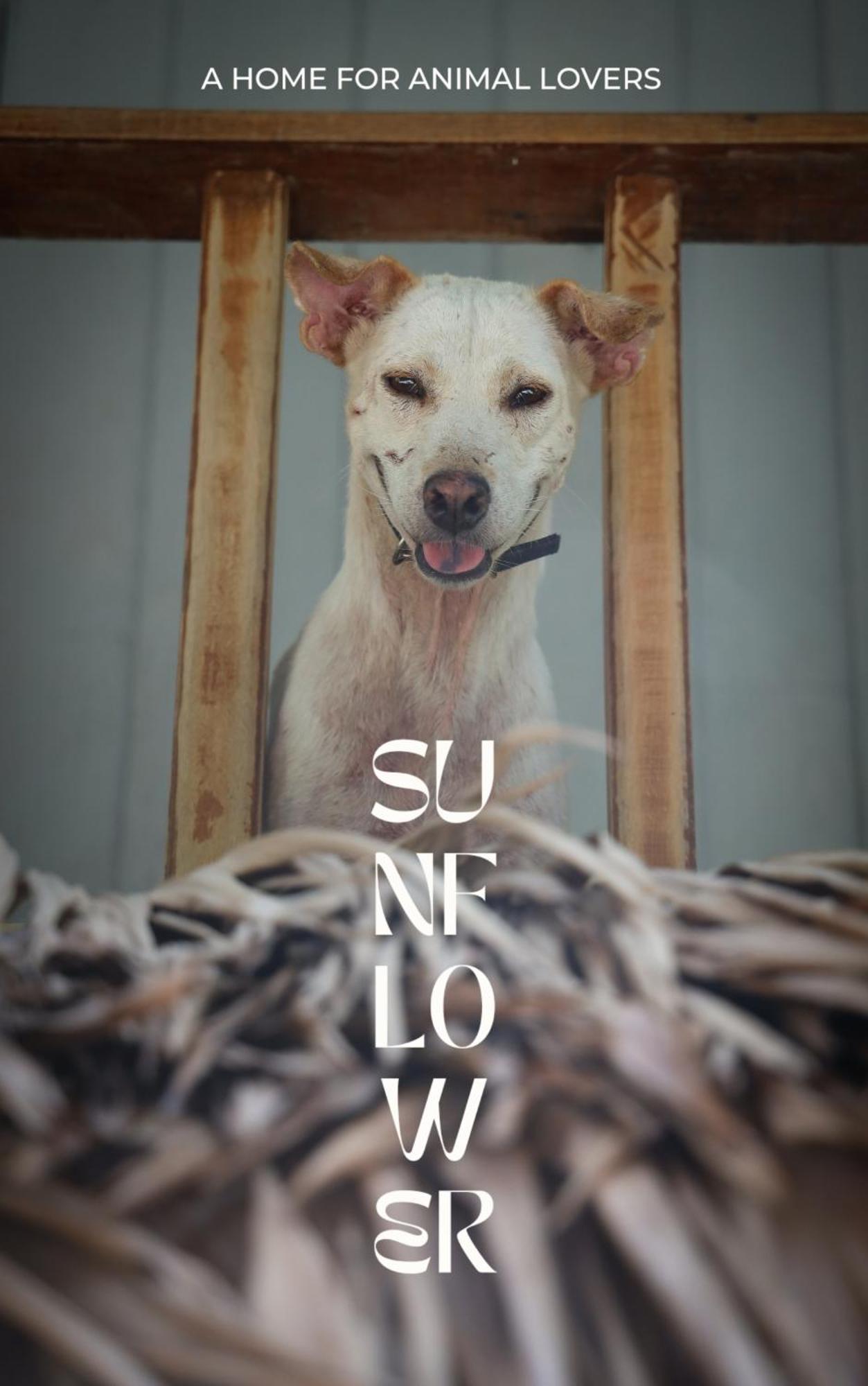 Sunflower Guesthouse And Animal Rescue - Koh Lipe Exteriér fotografie